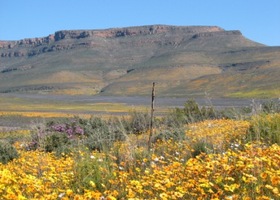 Flowers_show