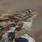 72ff1f3307138eefd4389c57002bf3b1a377add0_thumb