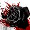 Rose_thumb