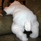 Baby_sheep_007_grid